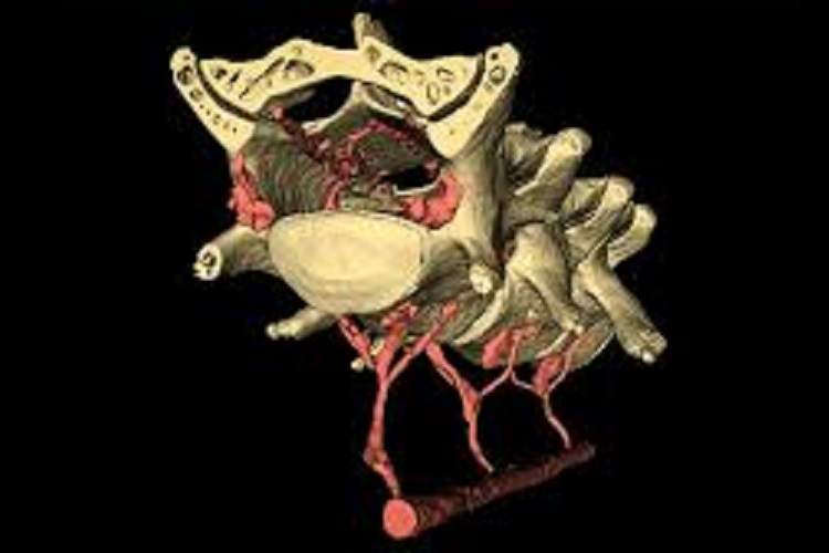 راه رفتن، درمان آلزایمر؟ کشف مکانیسم شستوشوی مغز با حرکت بدن